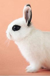 IGN称Switch2将面临困境：PC掌机更具性价比